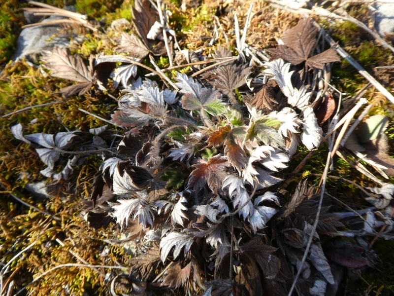 Potentilla kuznetzowii photo 2