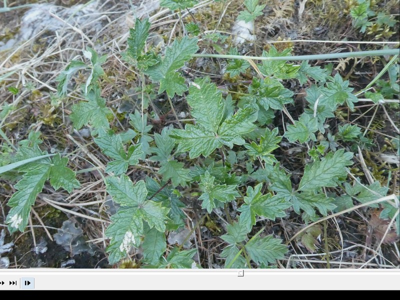 Potentilla kuznetzowii photo 3
