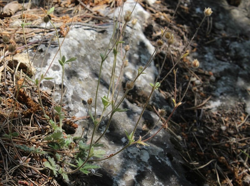 Potentilla kuznetzowii photo 4