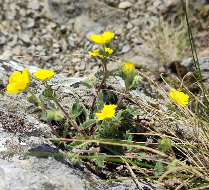 Potentilla kuznetzowii photo 5