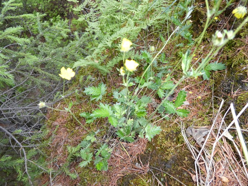 Potentilla kuznetzowii photo 6