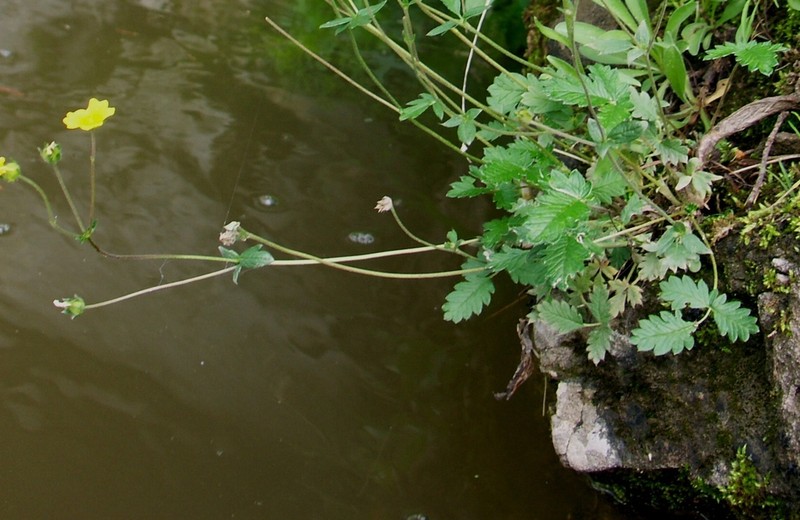 Potentilla kuznetzowii photo 7