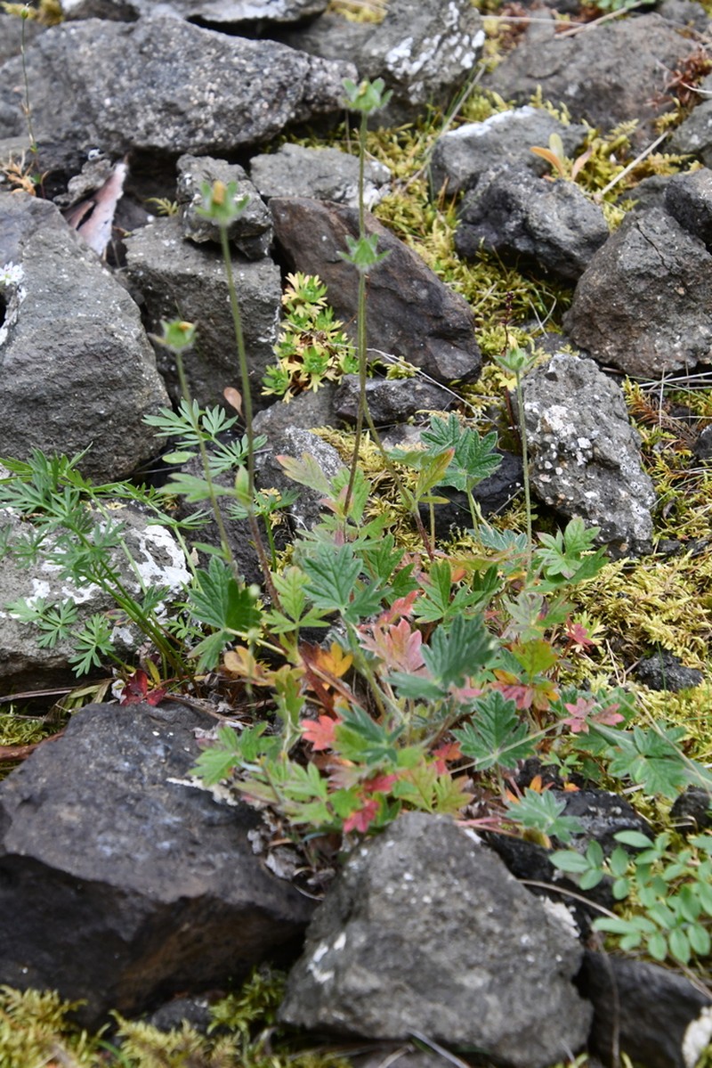 Potentilla kuznetzowii photo 8