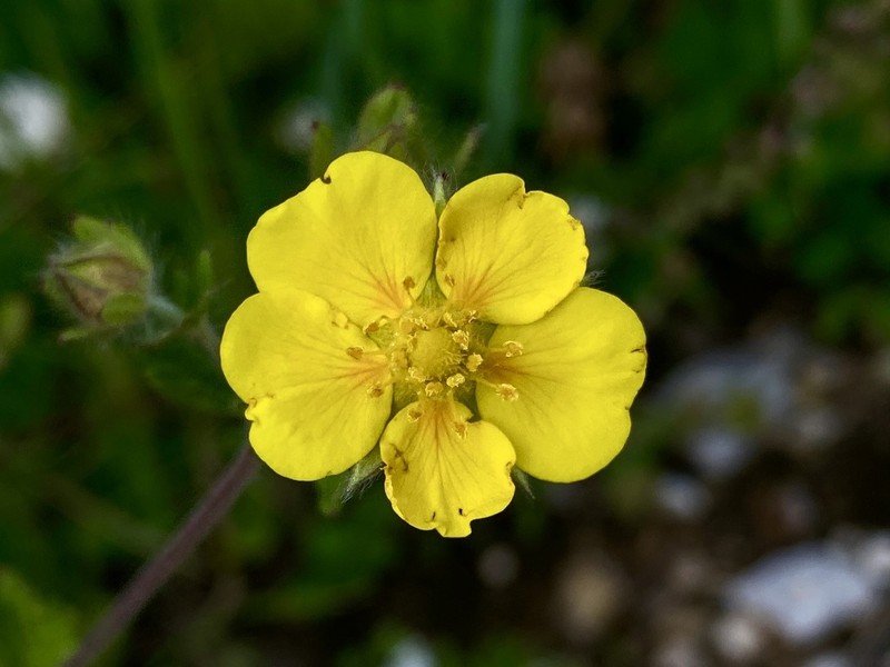 Potentilla lancinata