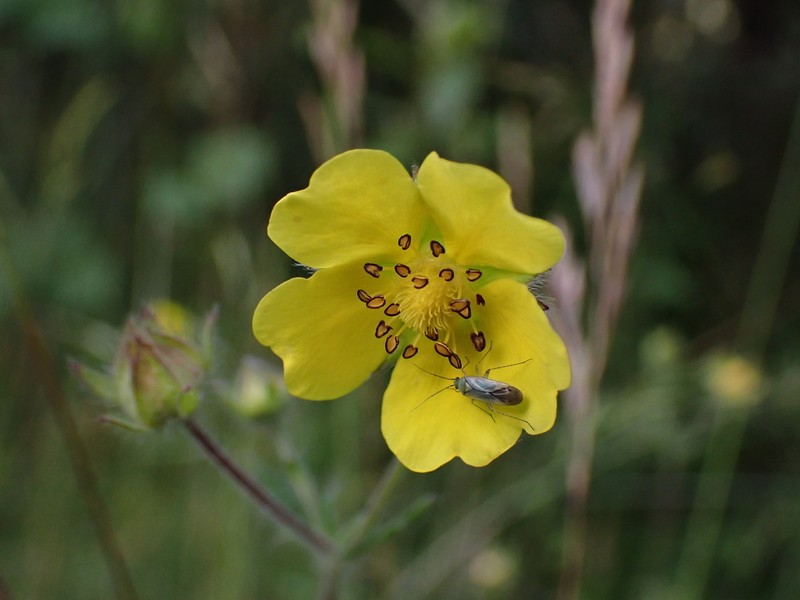 Potentilla lancinata photo 2