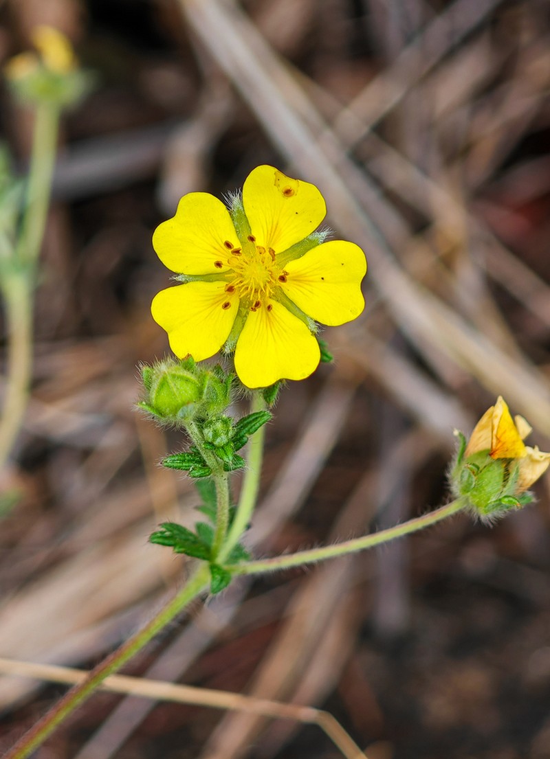 Potentilla lancinata photo 3