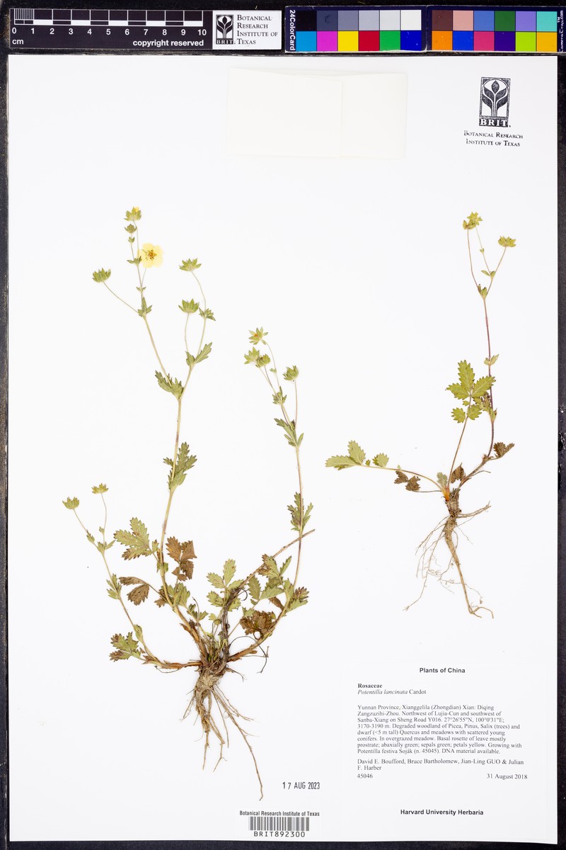 Potentilla lancinata photo 4