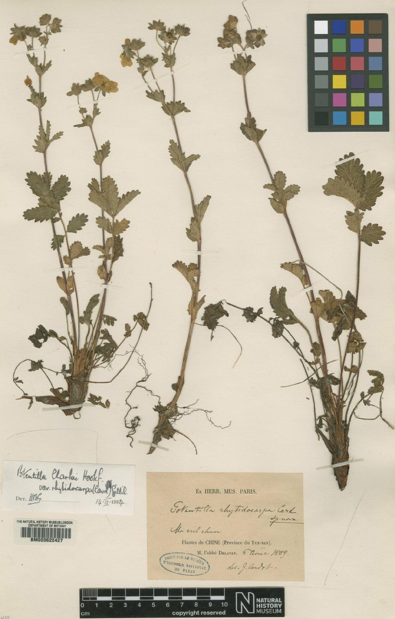 Potentilla lancinata photo 5