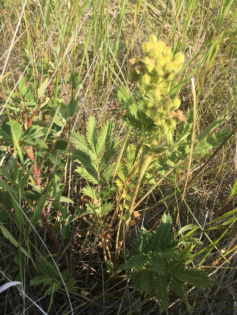 Potentilla lasiodonta