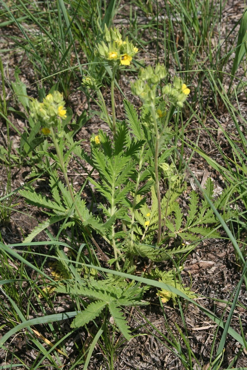 Potentilla lasiodonta photo 2