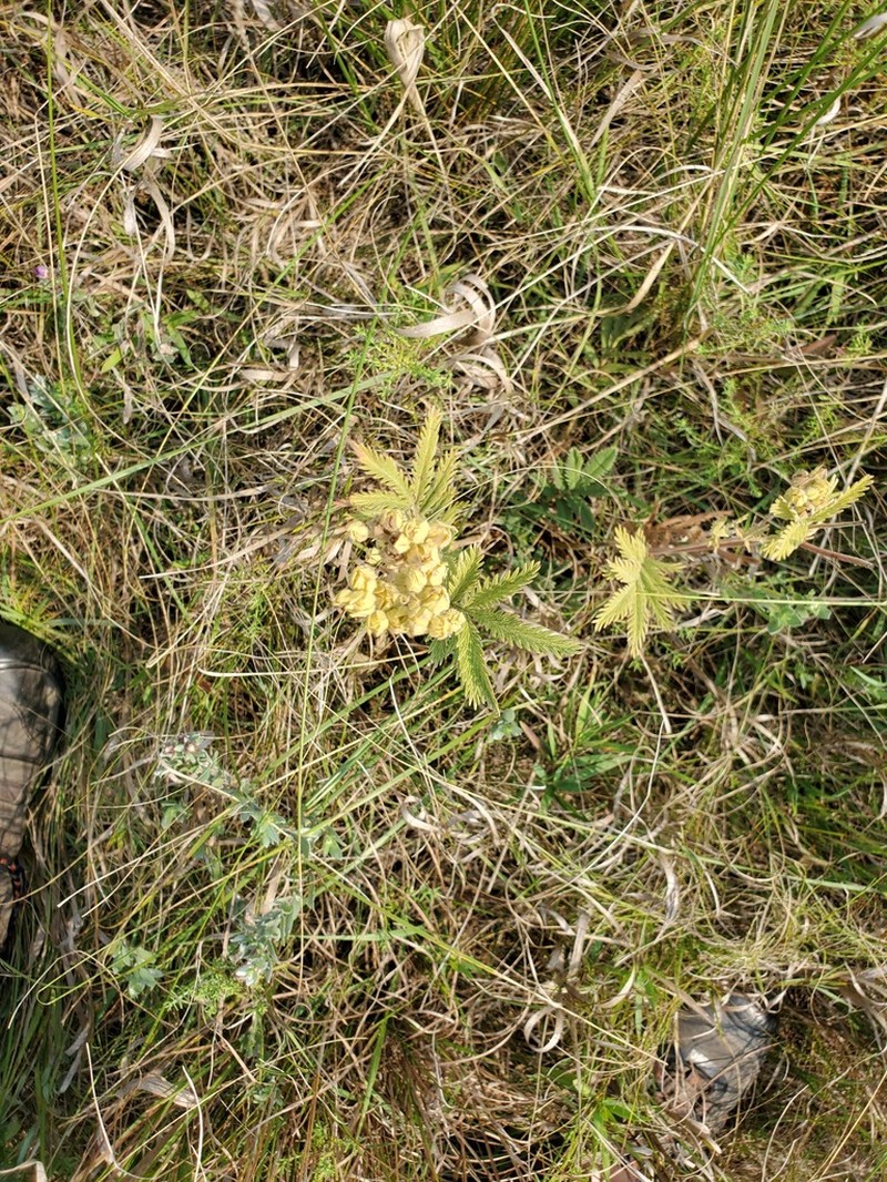 Potentilla lasiodonta photo 3