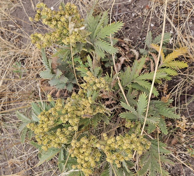 Potentilla lasiodonta photo 5