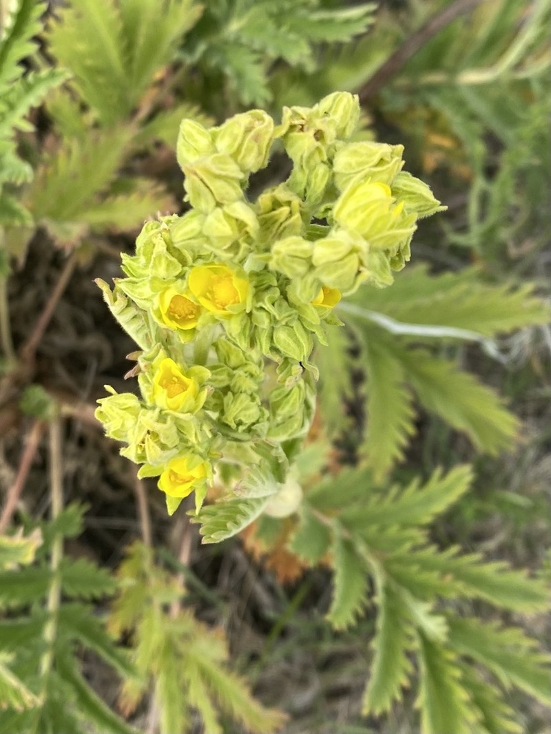 Potentilla lasiodonta photo 6