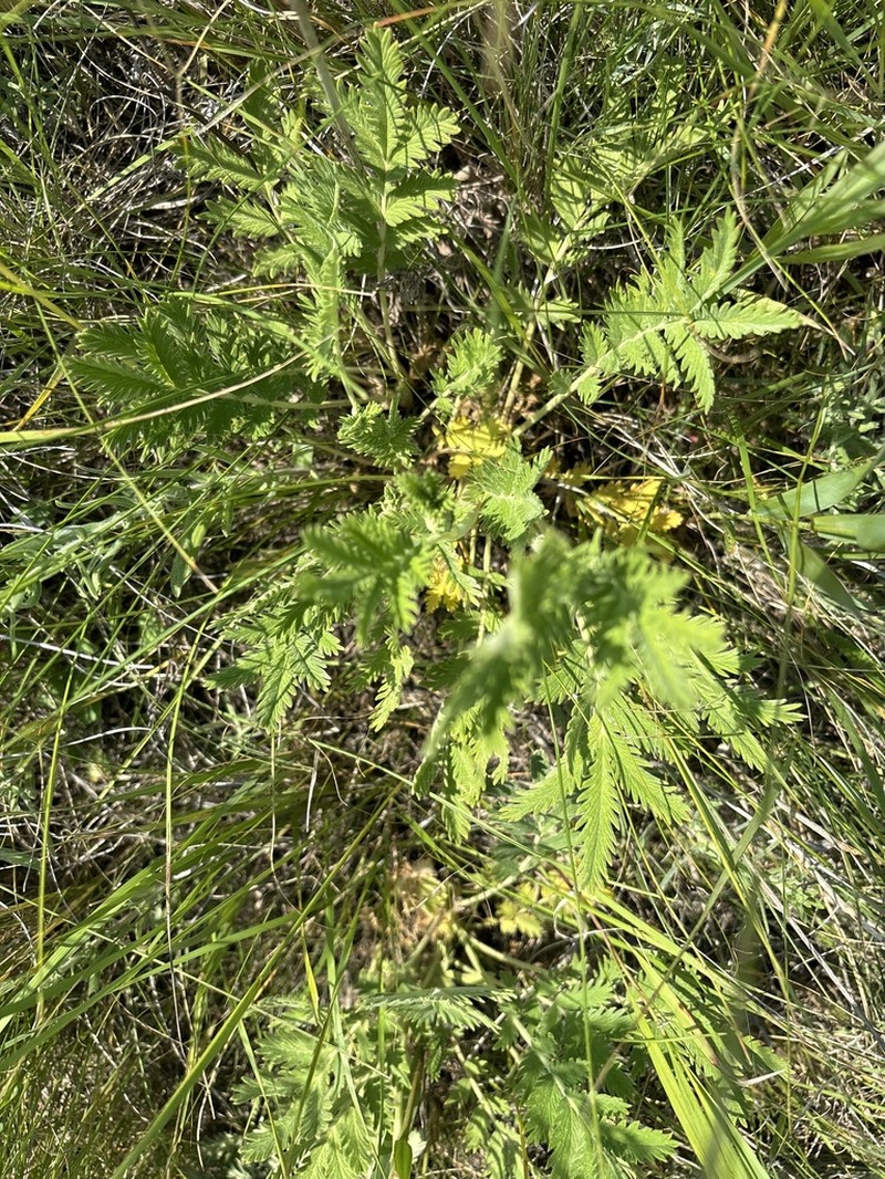 Potentilla lasiodonta photo 7