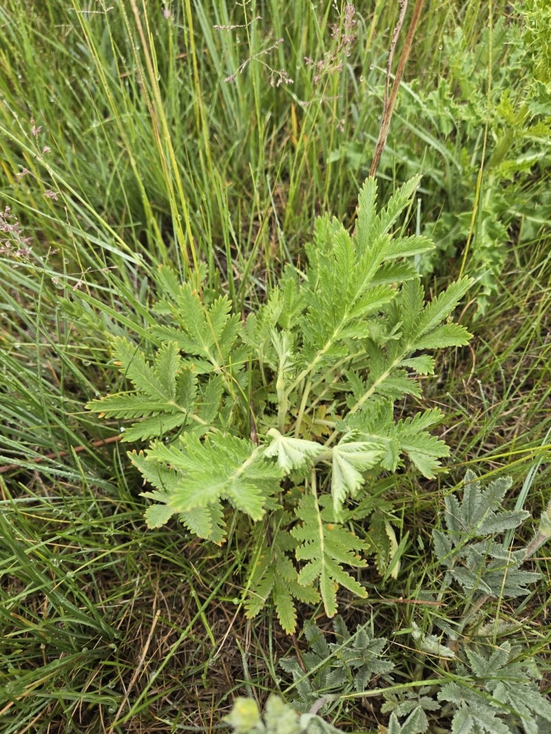 Potentilla lasiodonta photo 8