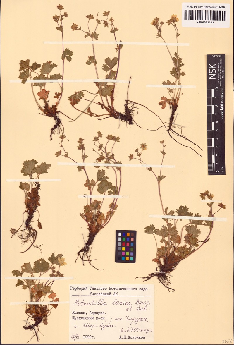 Potentilla lazica