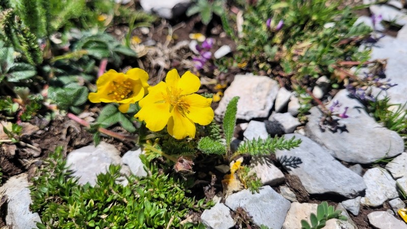 Potentilla leonina
