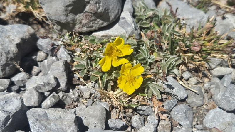 Potentilla leonina photo 2