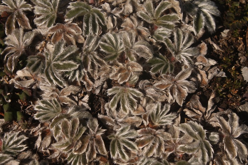 Potentilla leonina photo 3