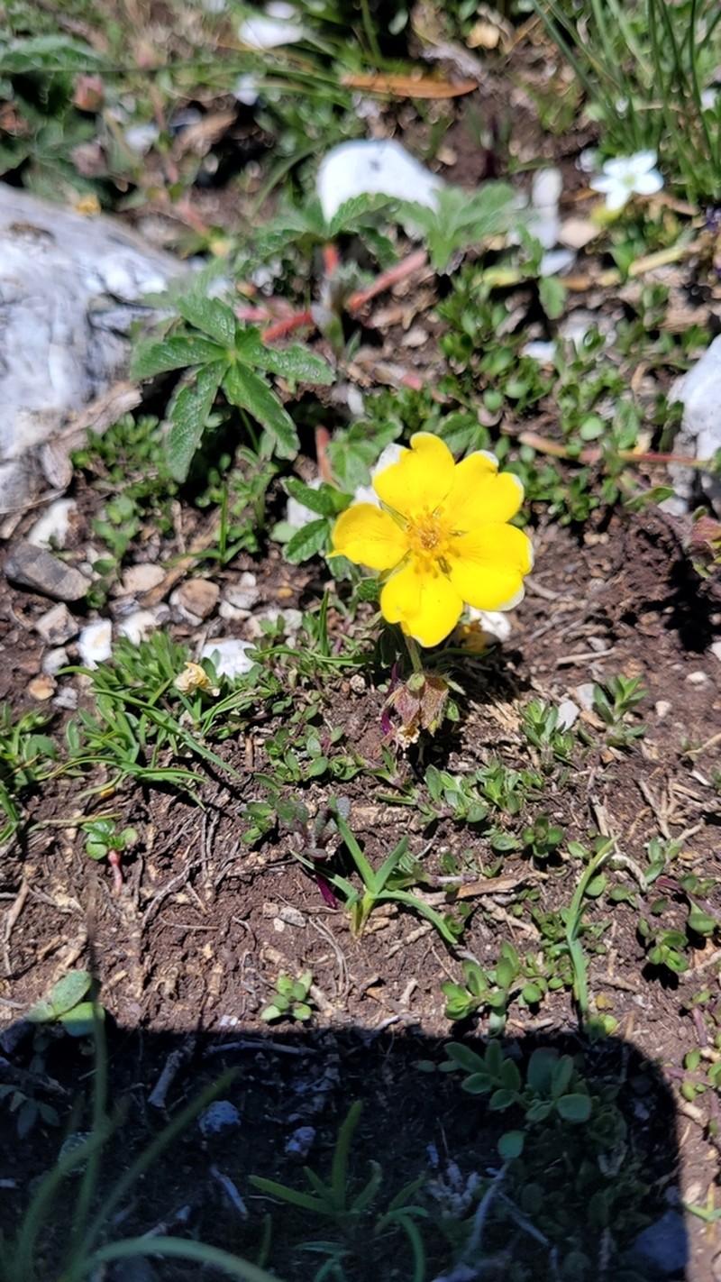 Potentilla leonina photo 4