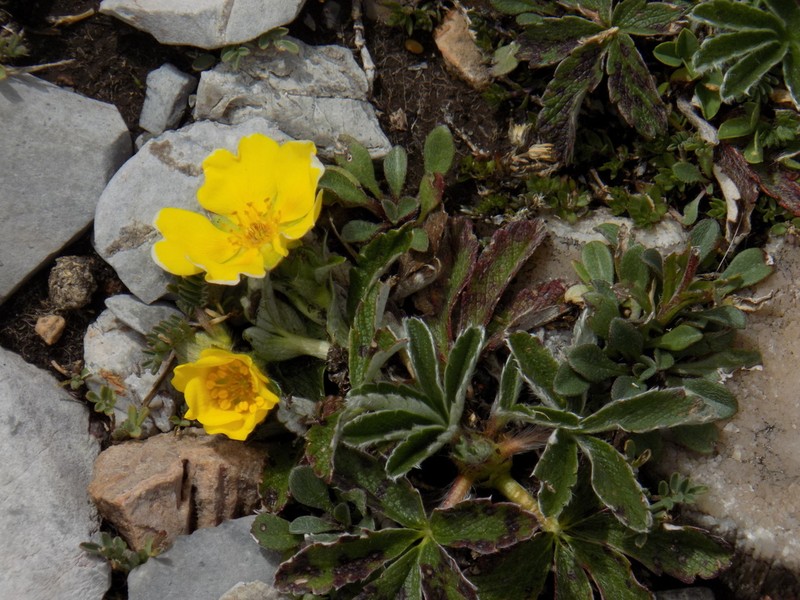 Potentilla leonina photo 5