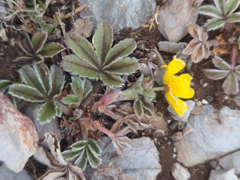 Potentilla leonina photo 6