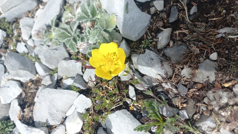 Potentilla leonina photo 7