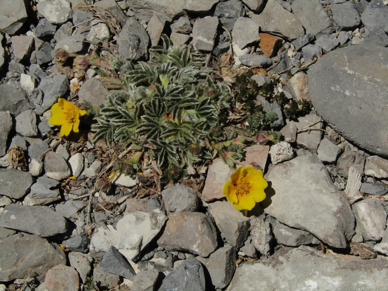 Potentilla leonina photo 8