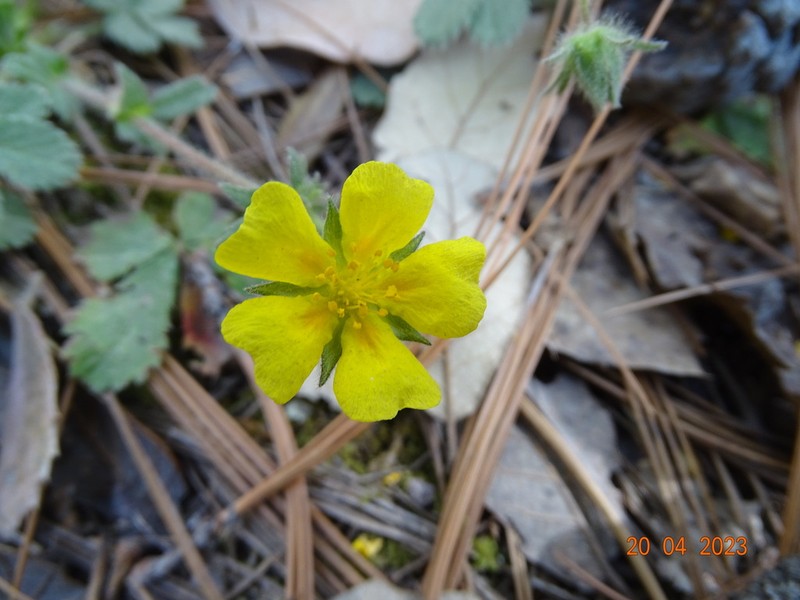 Potentilla leptopetala