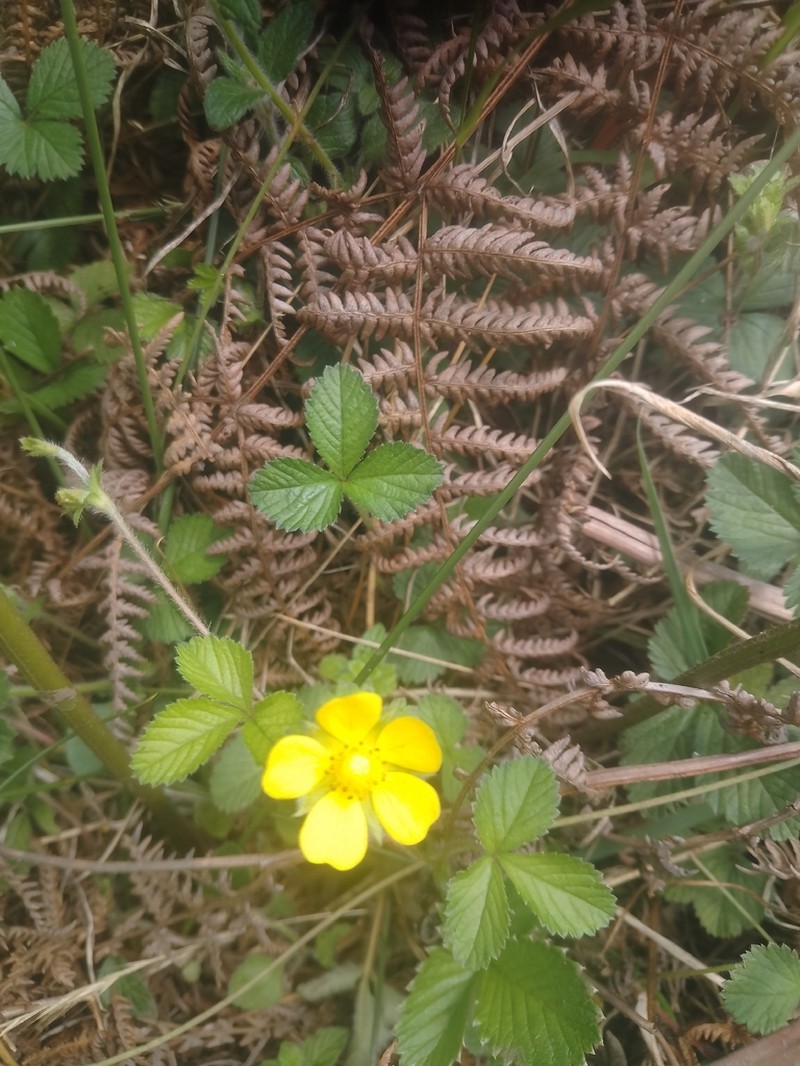 Potentilla leschenaultiana photo 2