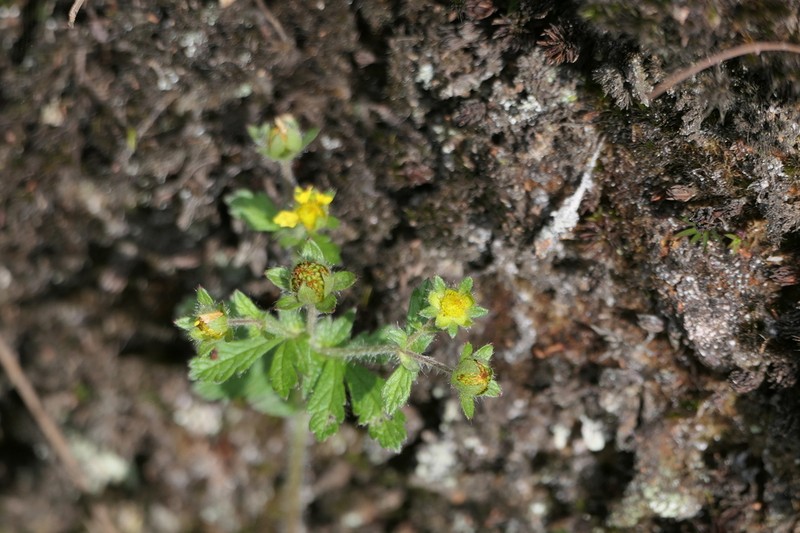 Potentilla leschenaultiana photo 3