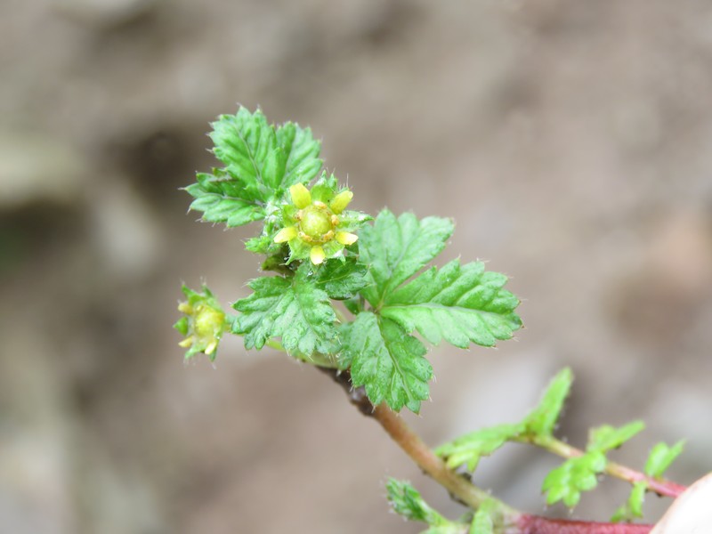 Potentilla leschenaultiana