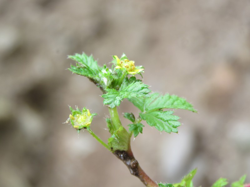 Potentilla leschenaultiana photo 8