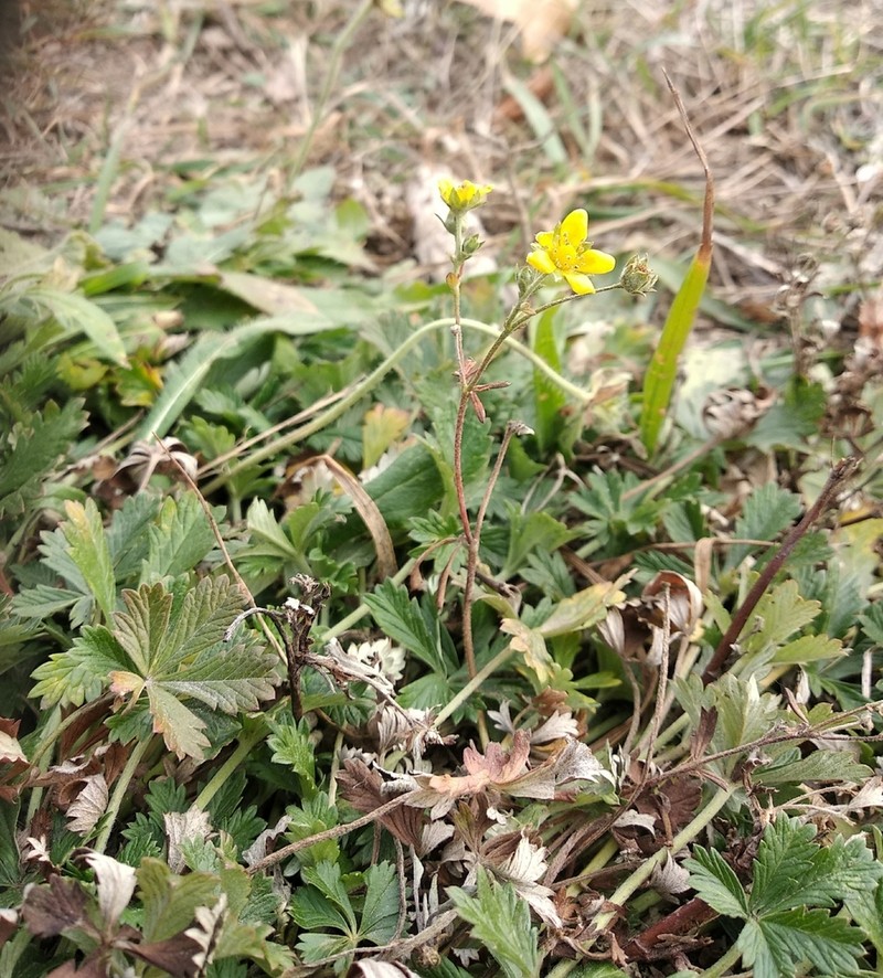 Potentilla leucopolitana