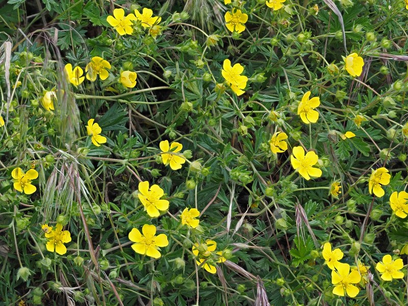 Potentilla leucopolitana photo 2