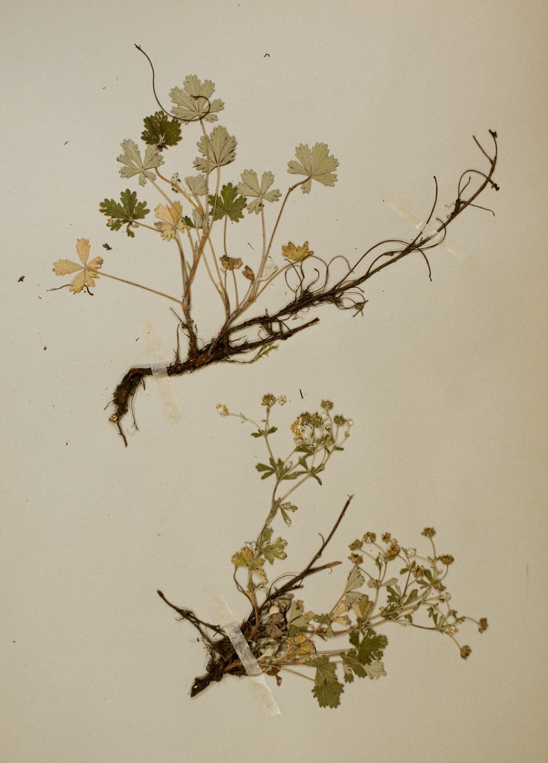 Potentilla leucopolitana photo 3