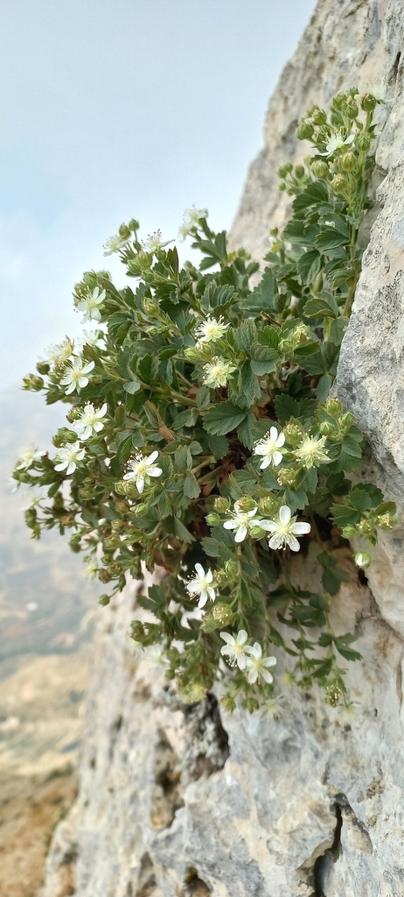 Potentilla libanotica