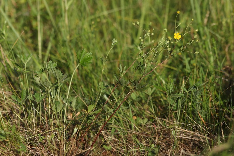Potentilla lindackeri