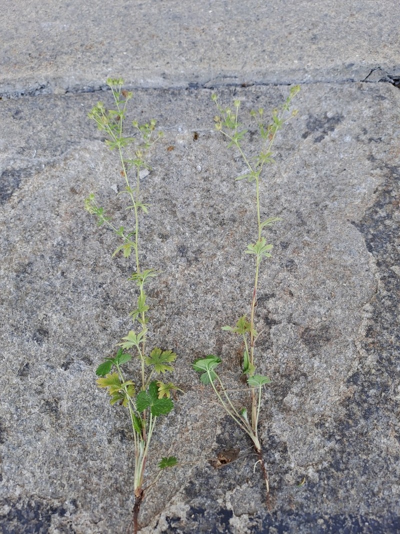 Potentilla lindackeri photo 2