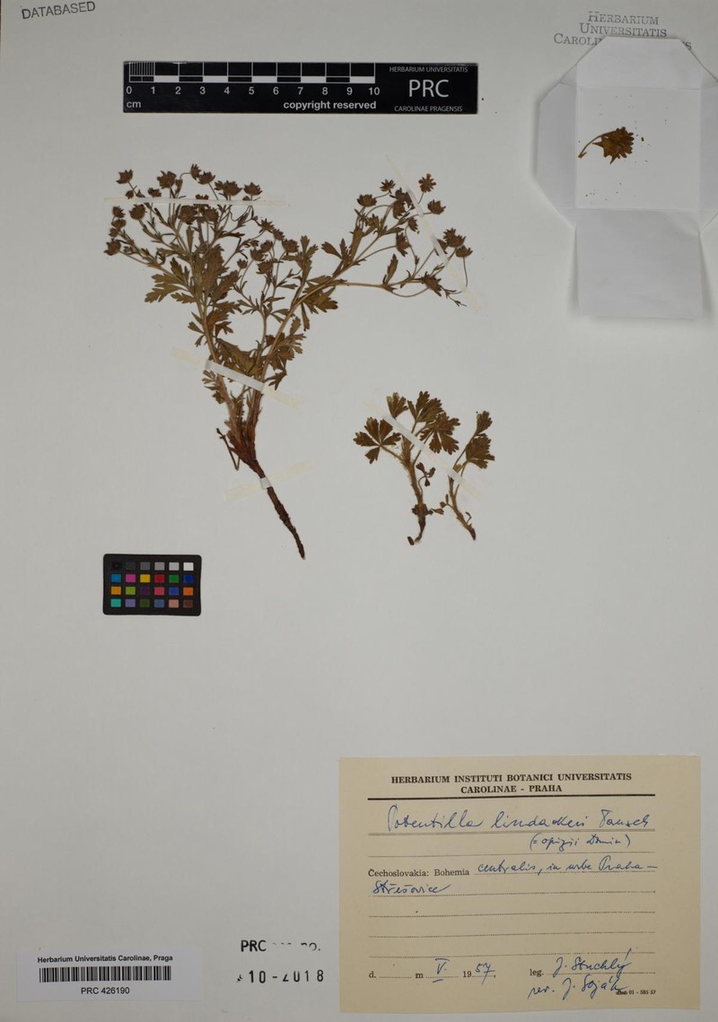Potentilla lindackeri photo 3