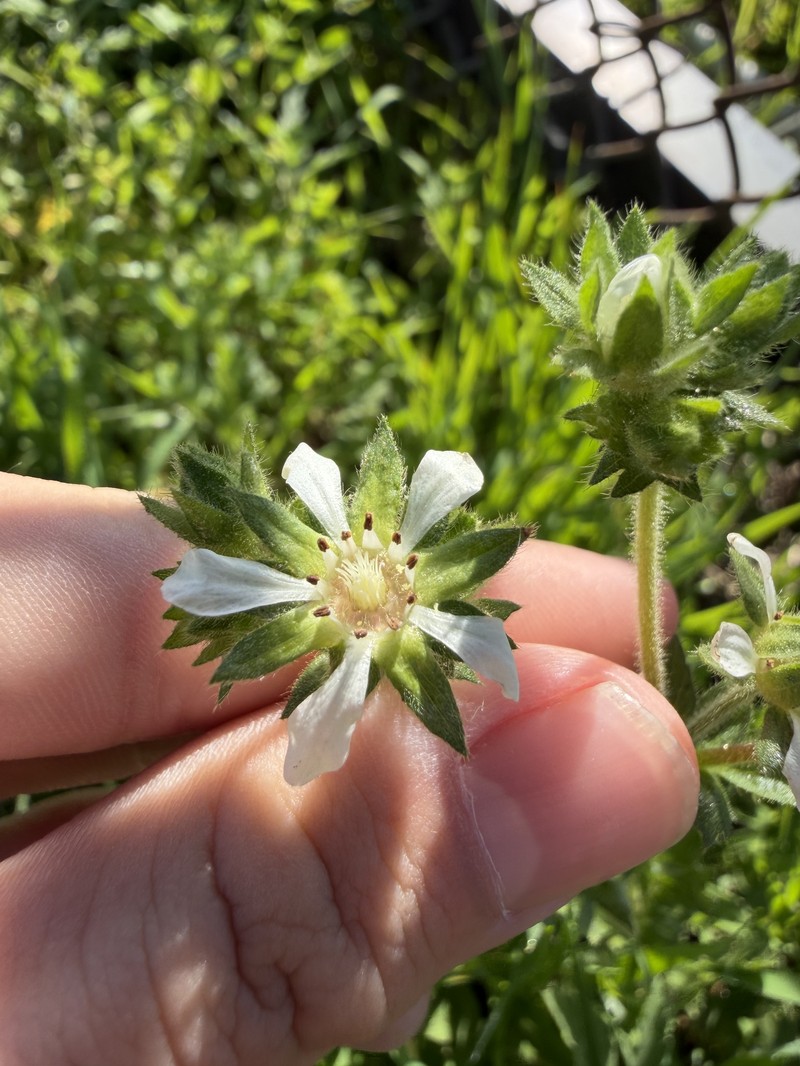 Potentilla lindleyi var. puberula