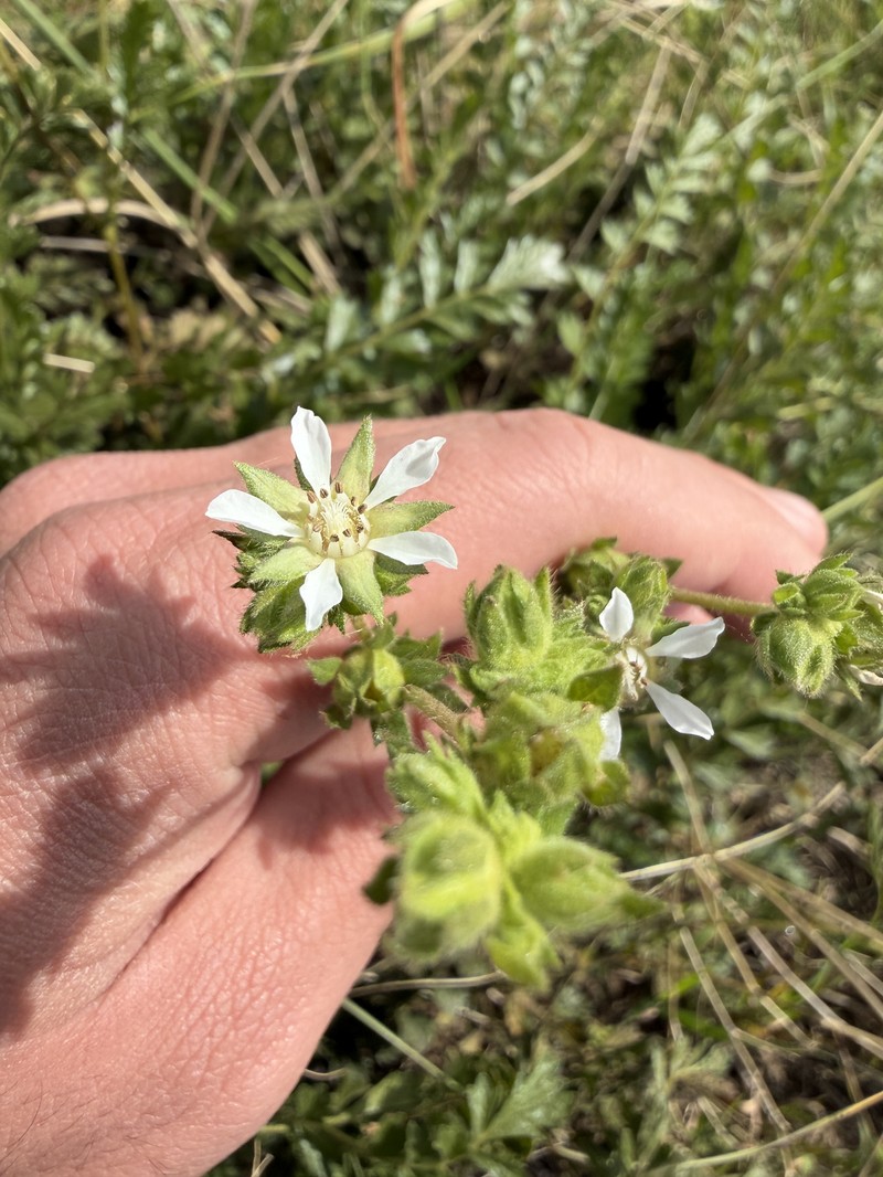 Potentilla lindleyi var. puberula photo 2