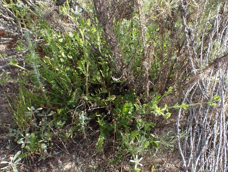 Potentilla lindleyi var. puberula photo 3