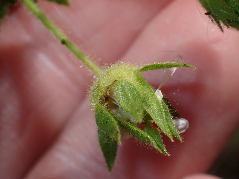 Potentilla lindleyi var. puberula photo 4