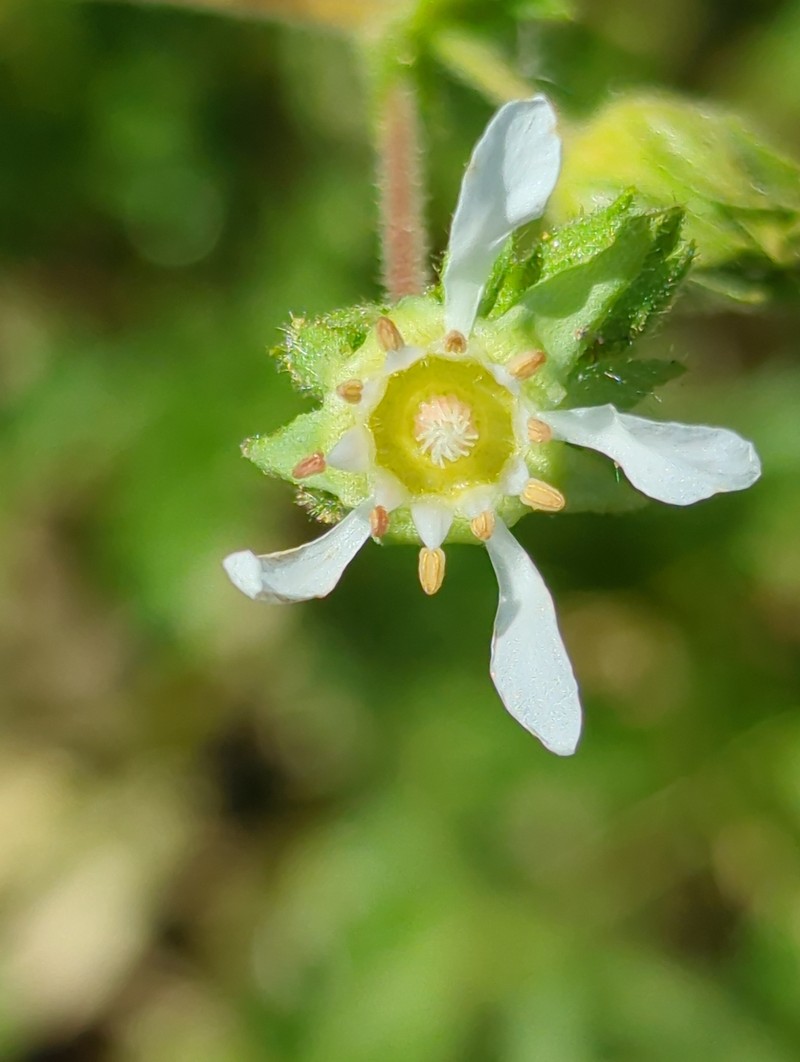 Potentilla lindleyi var. puberula photo 5