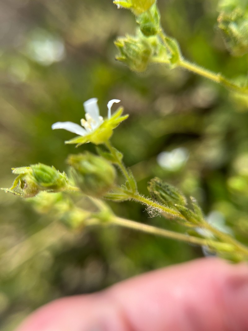 Potentilla lindleyi var. puberula photo 6