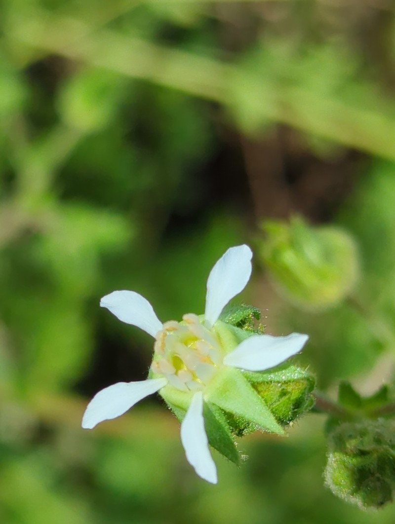 Potentilla lindleyi var. puberula photo 7