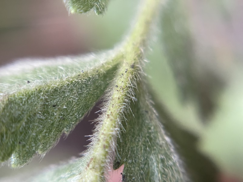 Potentilla lindleyi var. sericea