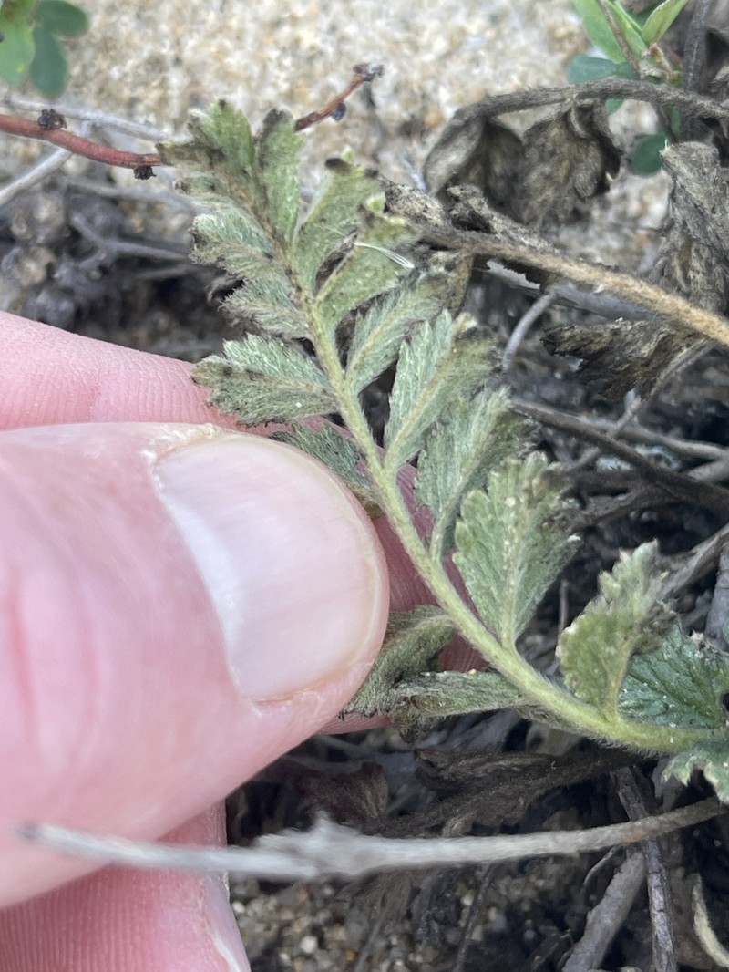 Potentilla lindleyi var. sericea photo 3