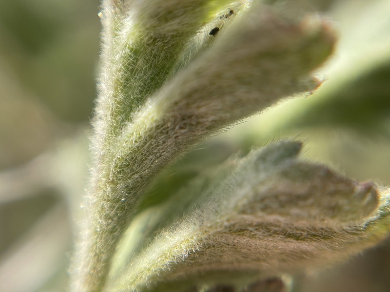 Potentilla lindleyi var. sericea photo 4